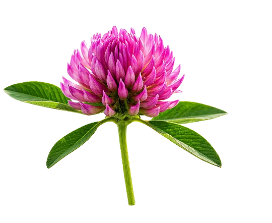 Extrait de fleur de trèfle rouge