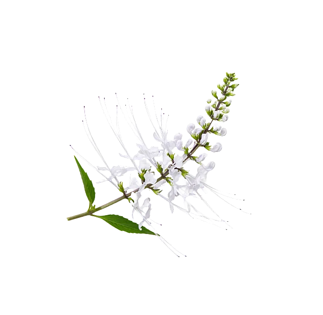 Racine de stillingia